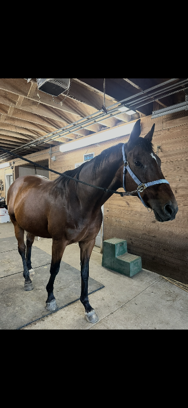 Hudson, 16yo Thoroughbred gelding, 16.3hh