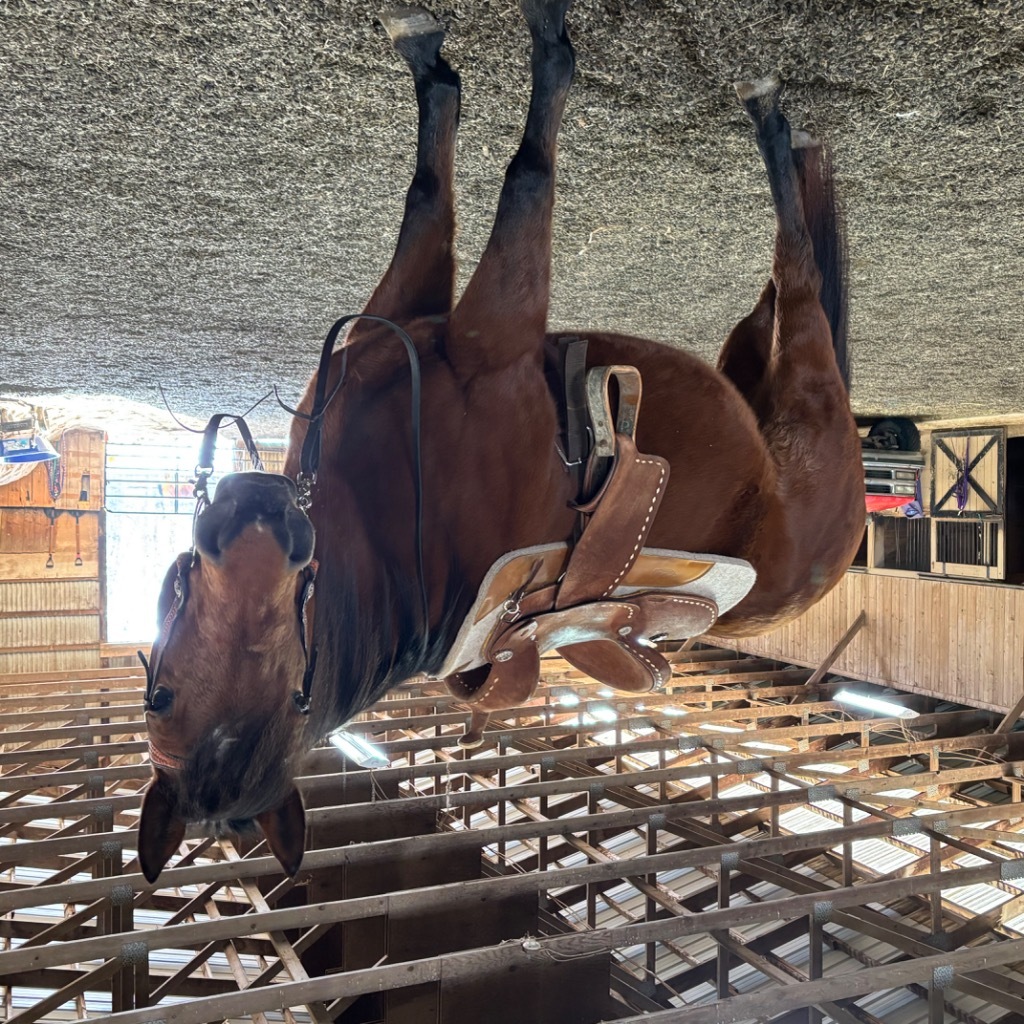 Lucy, 17yo Quarter Horse mare, 14.2hh