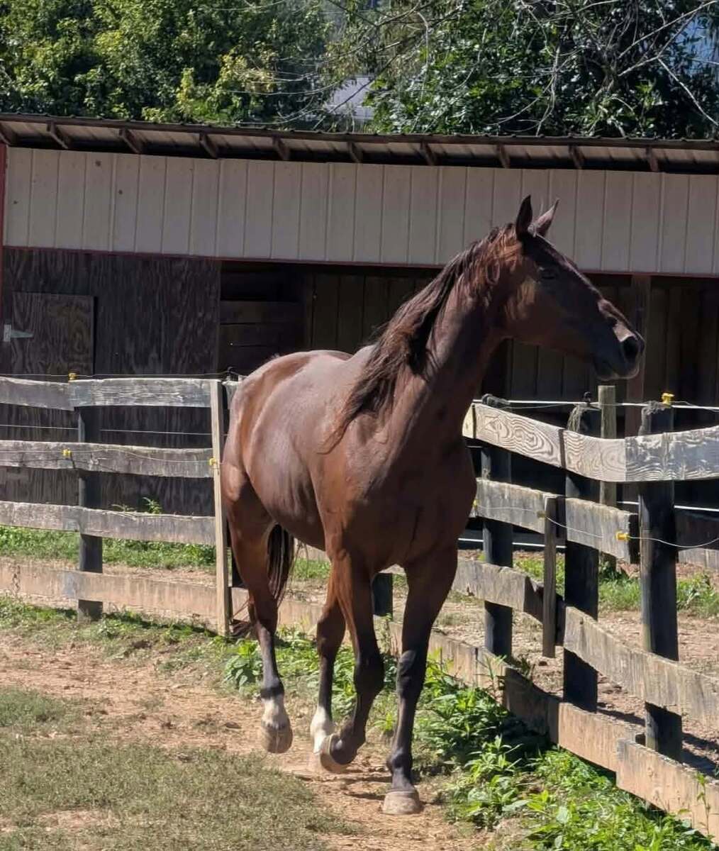 Norris, 7yo Standardbred gelding, 16.1hh