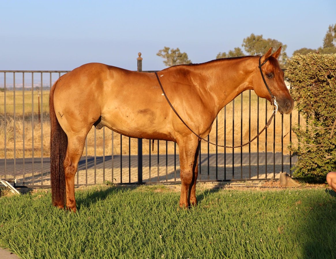 Fancy Dun, 10yo American Quarter Horse gelding, 15hh