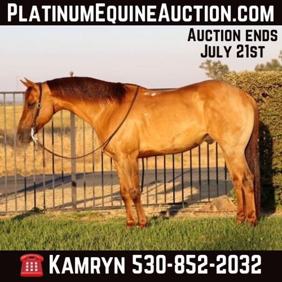 Fancy Dun, 10yo American Quarter Horse gelding, 15hh