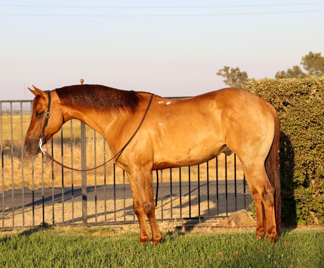 Fancy Dun, 10yo American Quarter Horse gelding, 15hh
