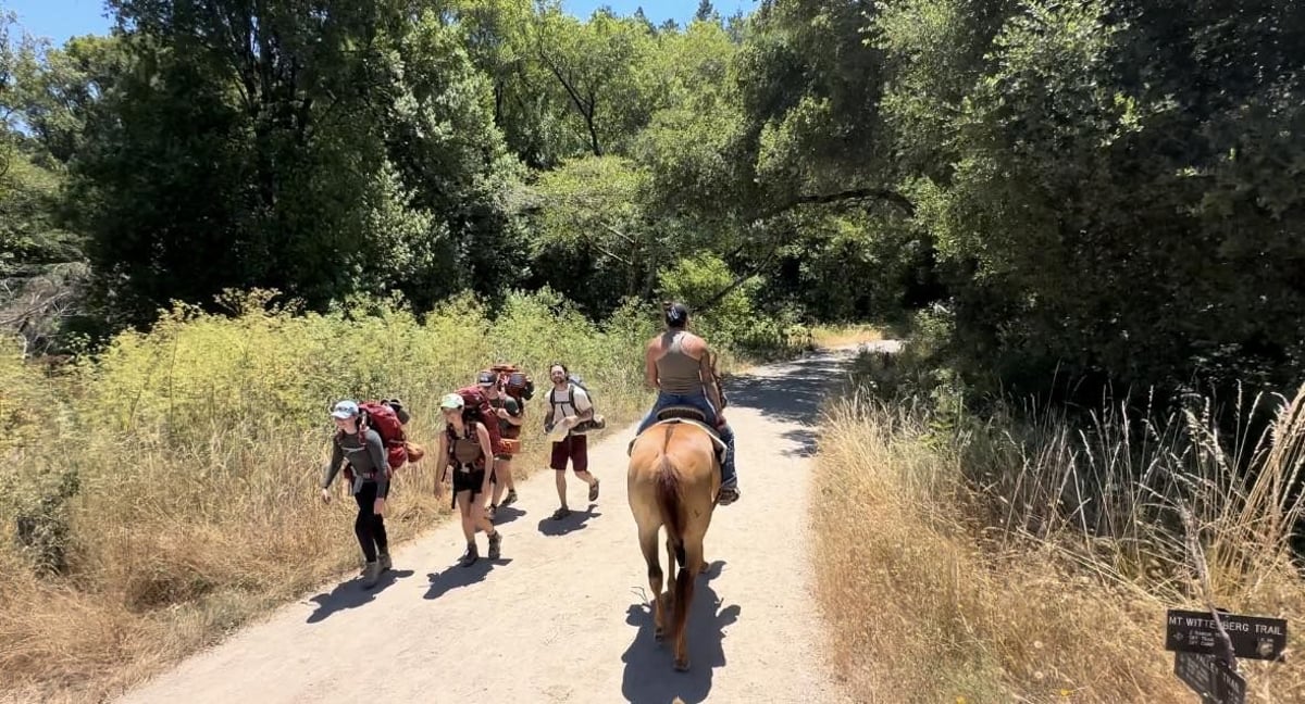 Fancy Dun, 10yo American Quarter Horse gelding, 15hh