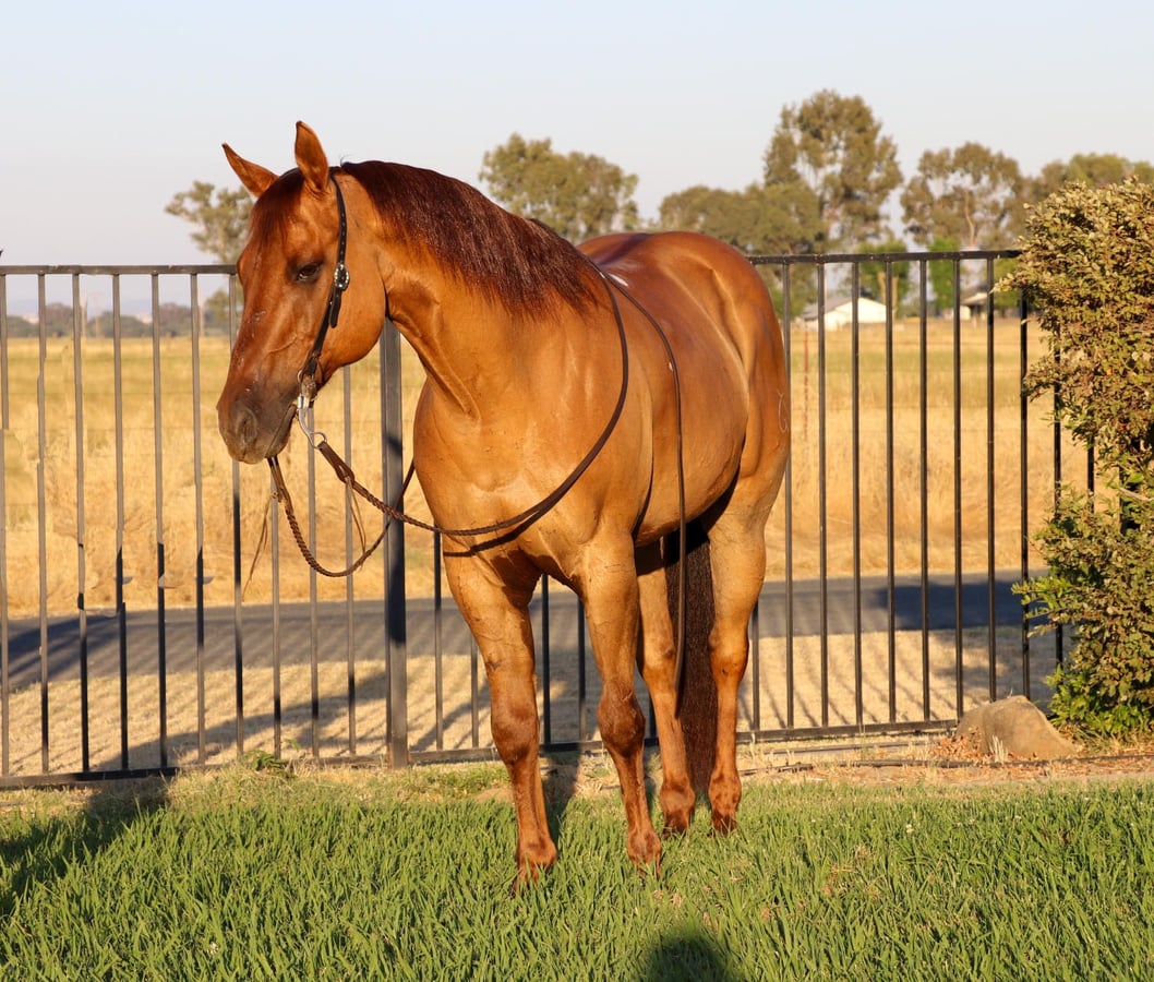 Fancy Dun, 10yo American Quarter Horse gelding, 15hh