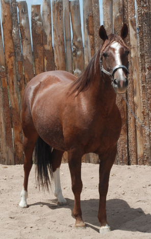 Pastels Play Smart, 14yo AQHA Quarter Horse mare, 14.2hh