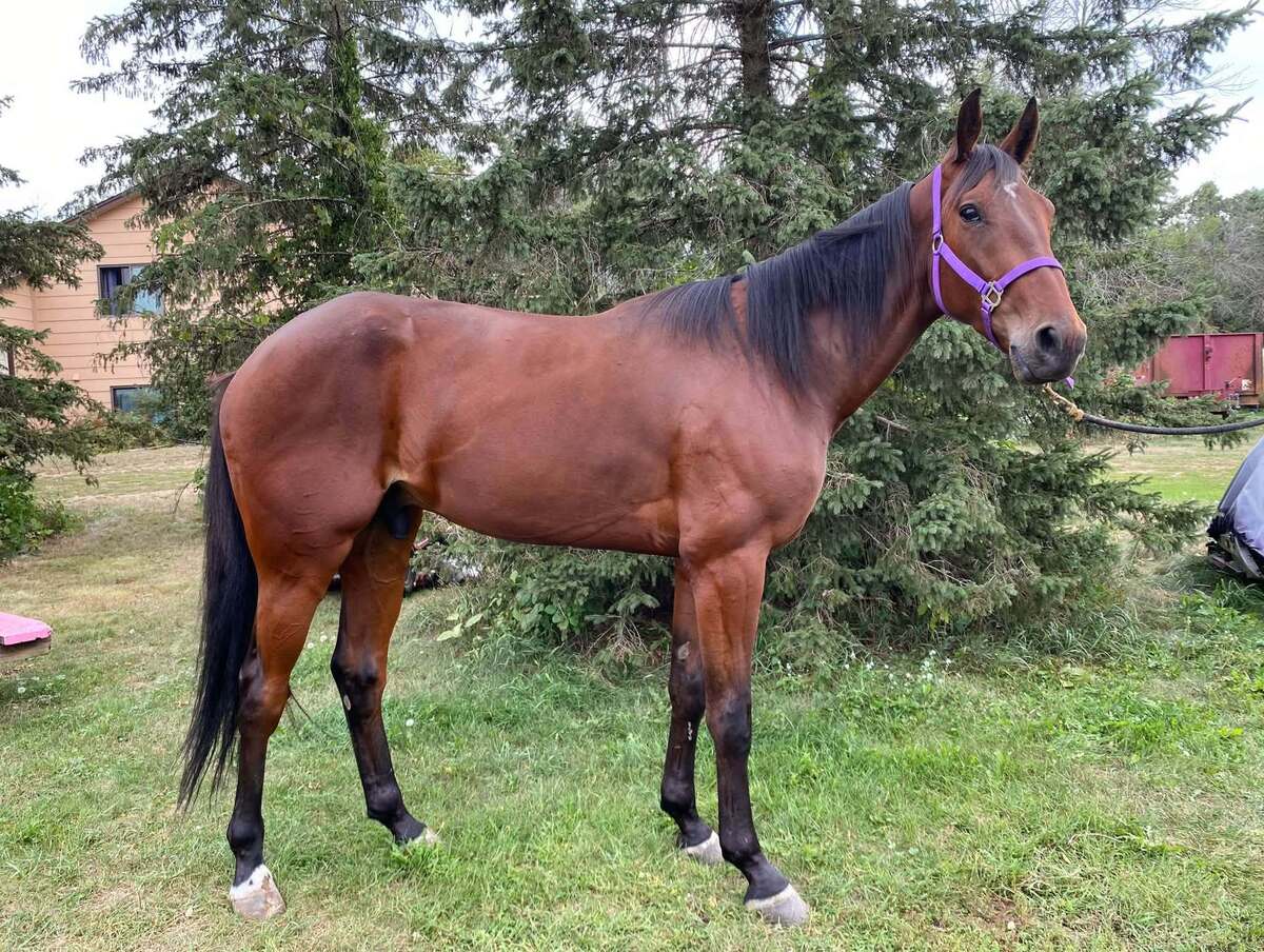 Sassy Tea, 3yo Standardbred gelding, 15.2hh
