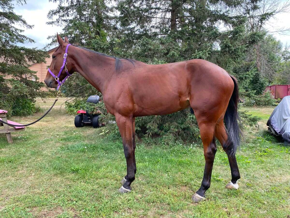 Sassy Tea, 3yo Standardbred gelding, 15.2hh
