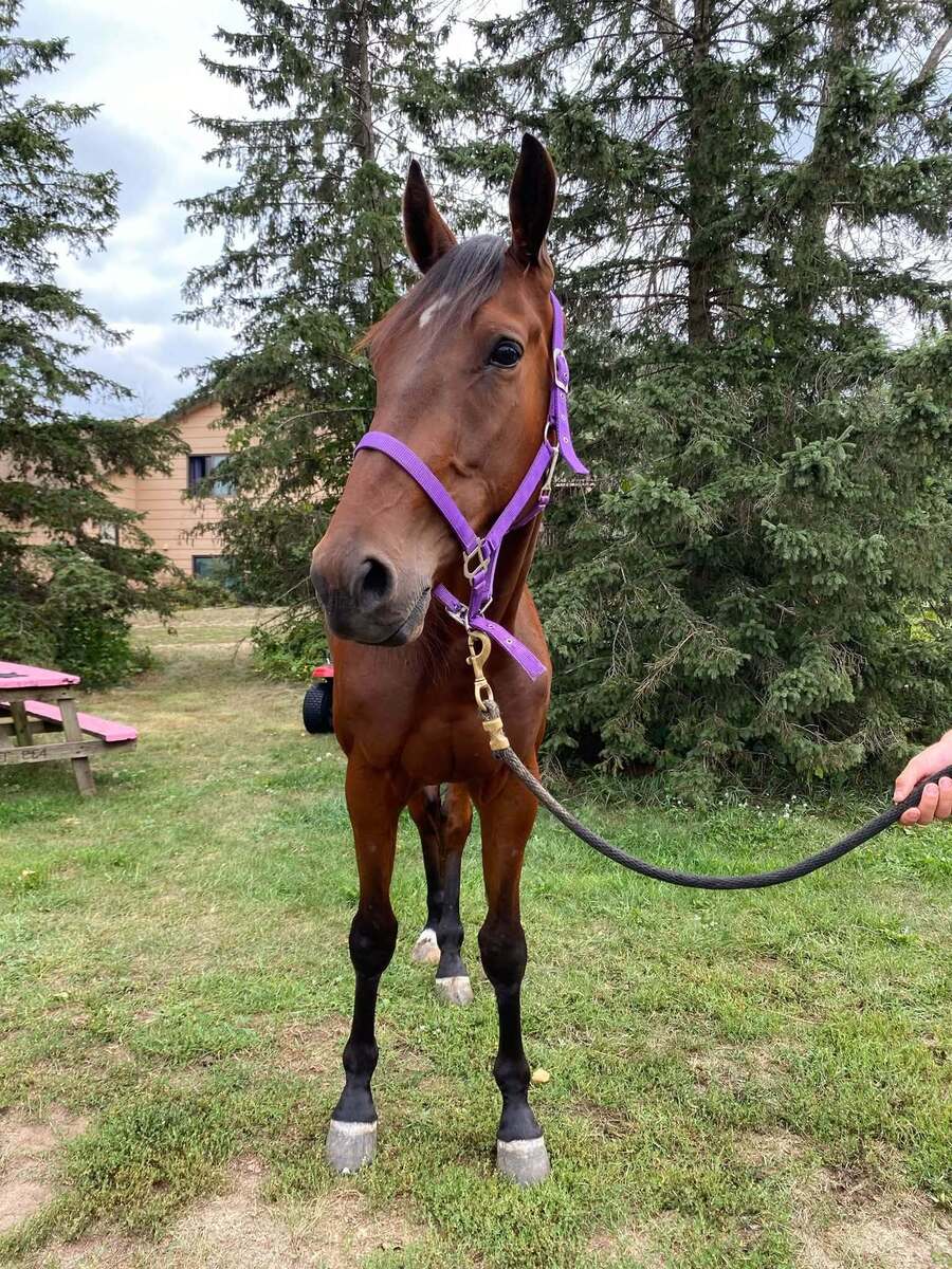 Sassy Tea, 3yo Standardbred gelding, 15.2hh