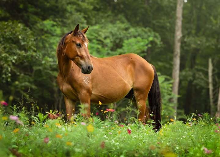 Blitzen, 2yo Pony gelding, 12.3hh