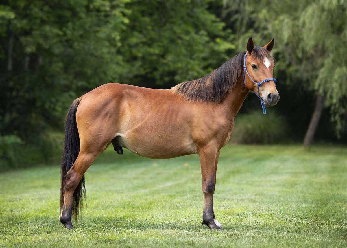 Blitzen, 2yo Pony gelding, 12.3hh