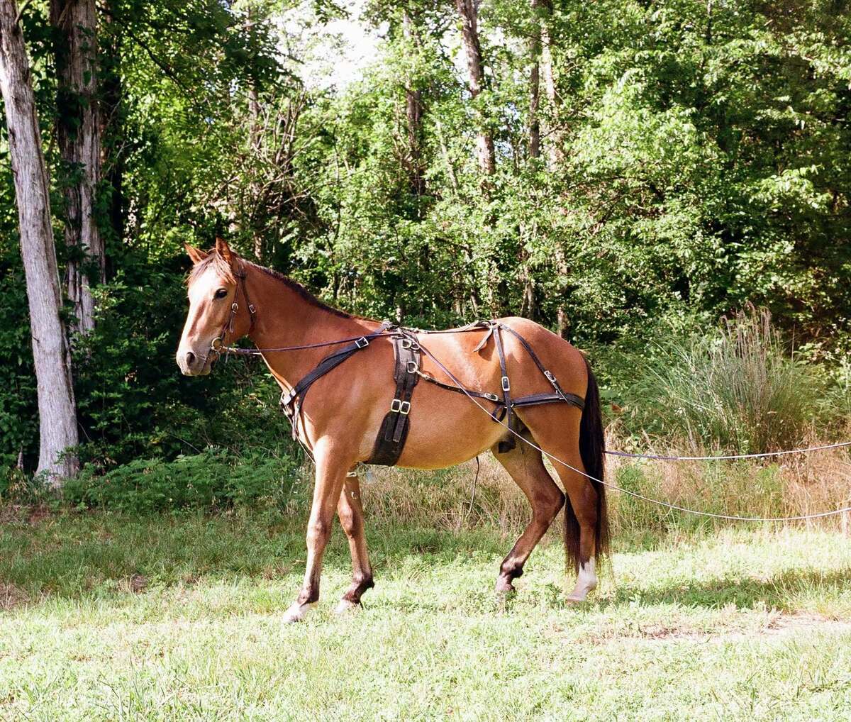 Blitzen, 2yo Pony gelding, 12.3hh