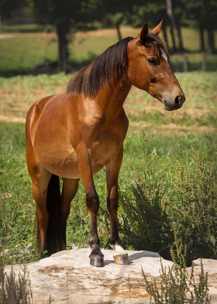 Blitzen, 2yo Pony gelding, 12.3hh