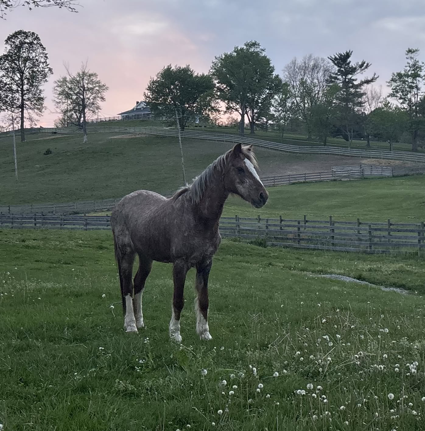 Gorgeous Senior Red Roan Welsh Pony, Pony mare, 12.2hh
