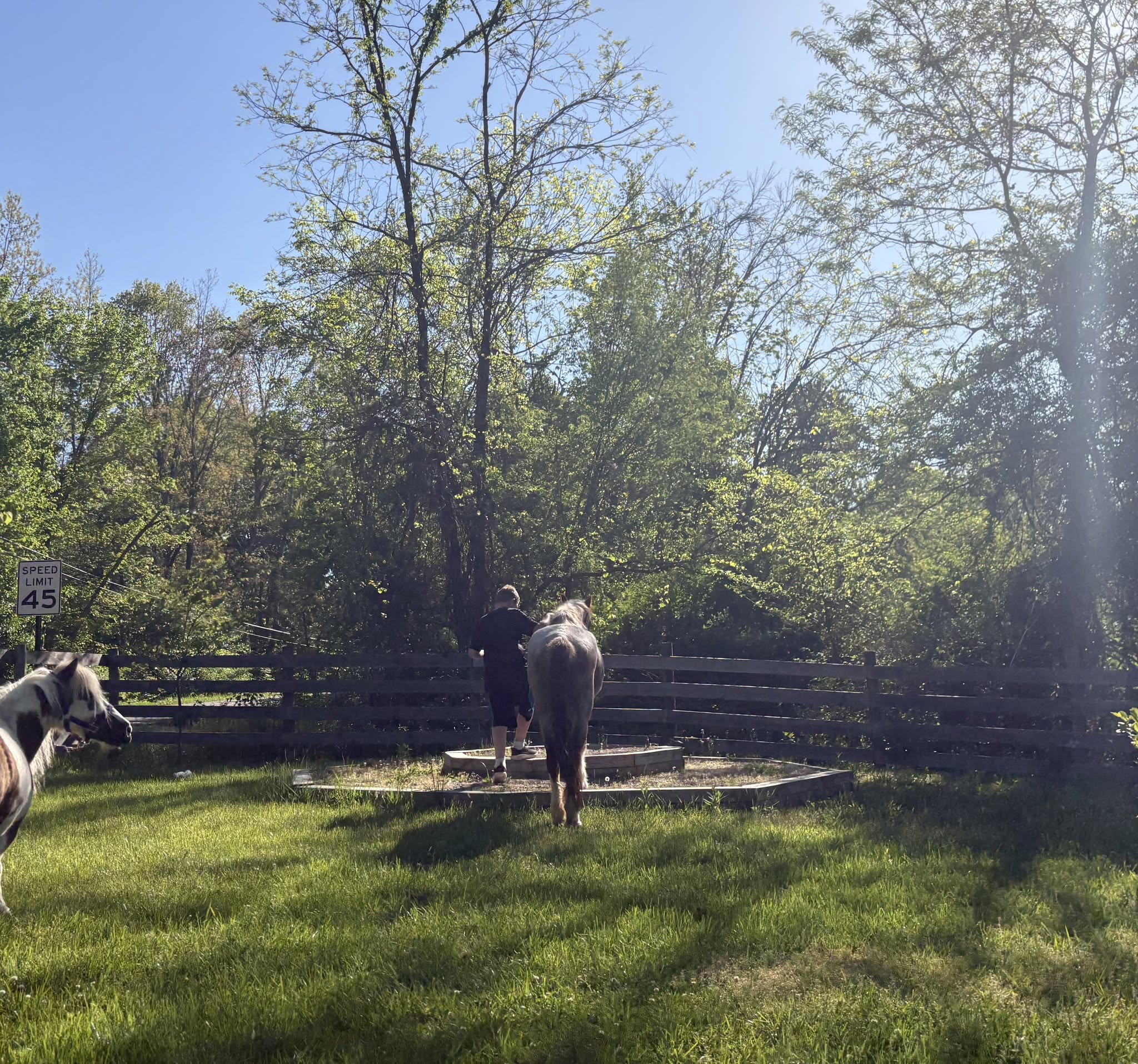Gorgeous Senior Red Roan Welsh Pony, Pony mare, 12.2hh
