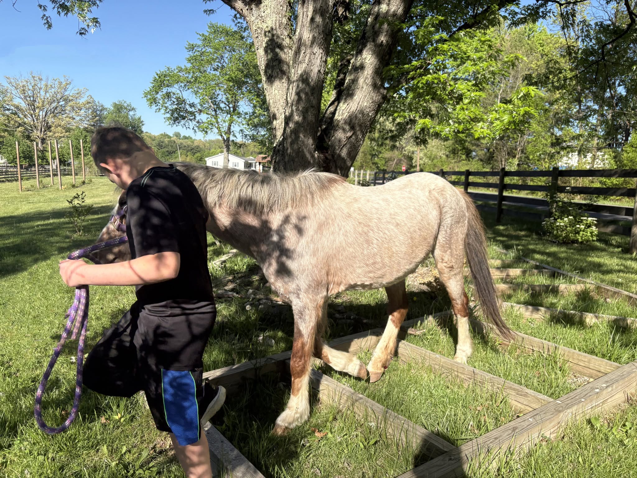 Gorgeous Senior Red Roan Welsh Pony, Pony mare, 12.2hh