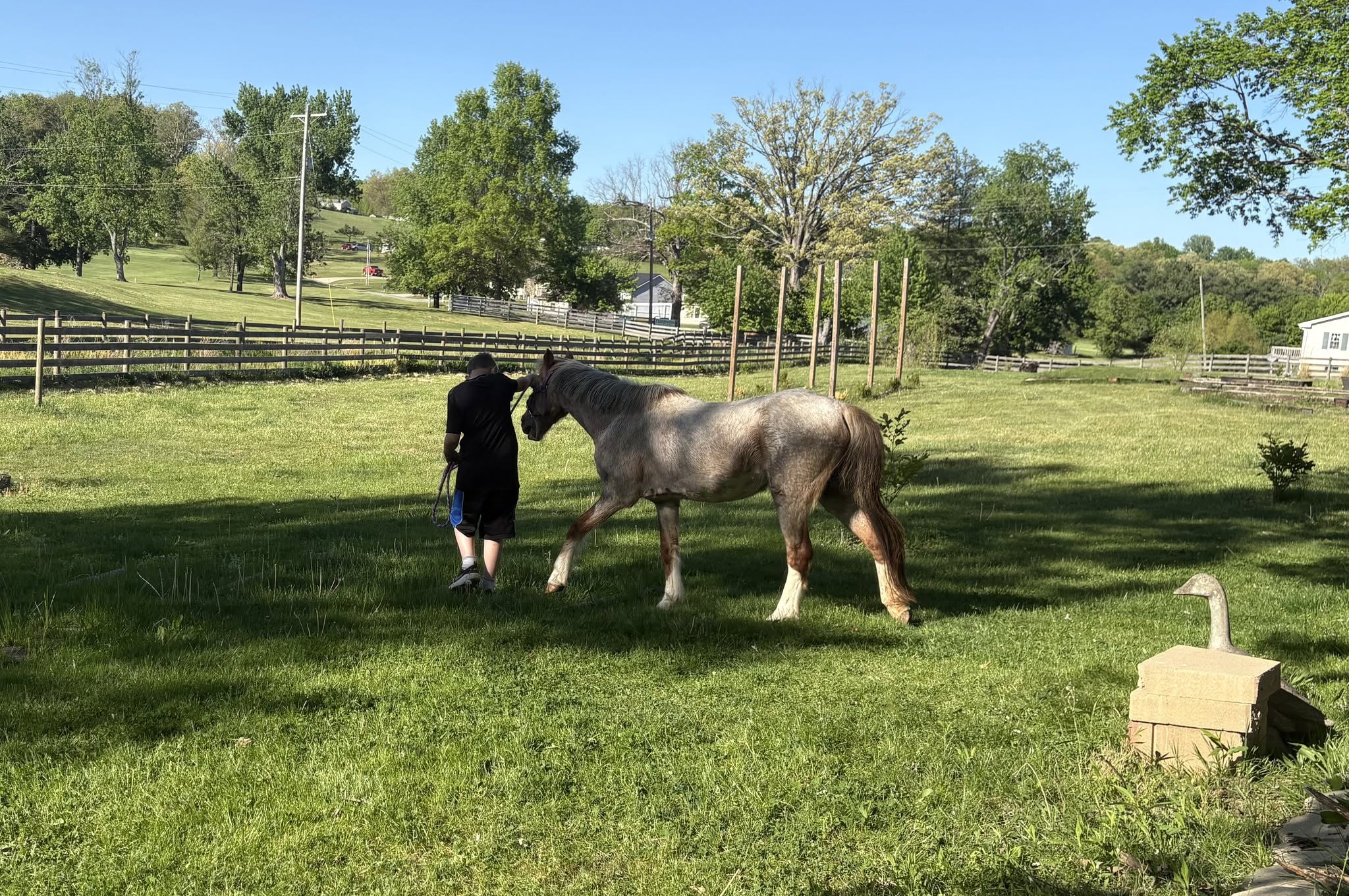 Gorgeous Senior Red Roan Welsh Pony, Pony mare, 12.2hh