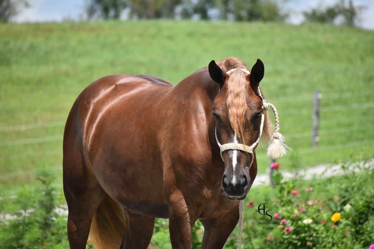 Draft Horse, 4yo Draft Horse Mix mare, 16hh