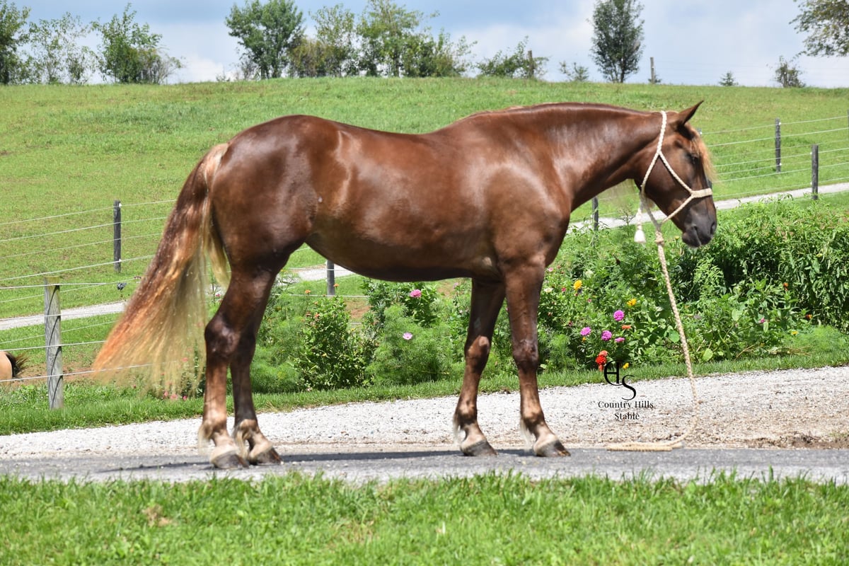 Draft Horse, 4yo Draft Horse Mix mare, 16hh