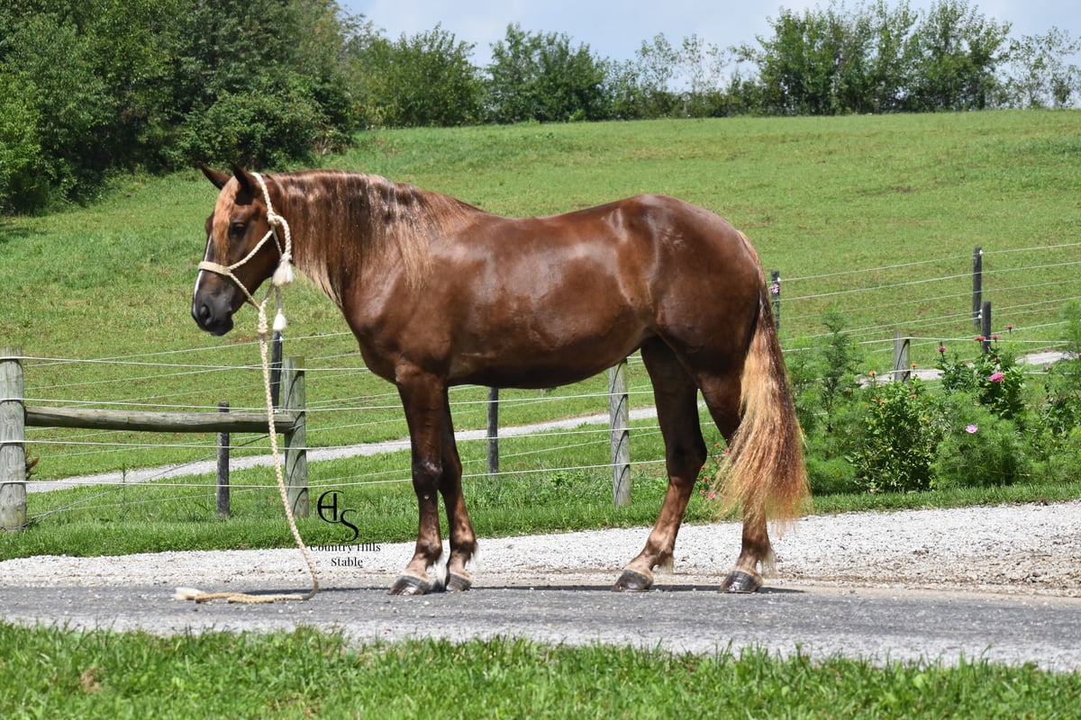 Draft Horse, 4yo Draft Horse Mix mare, 16hh