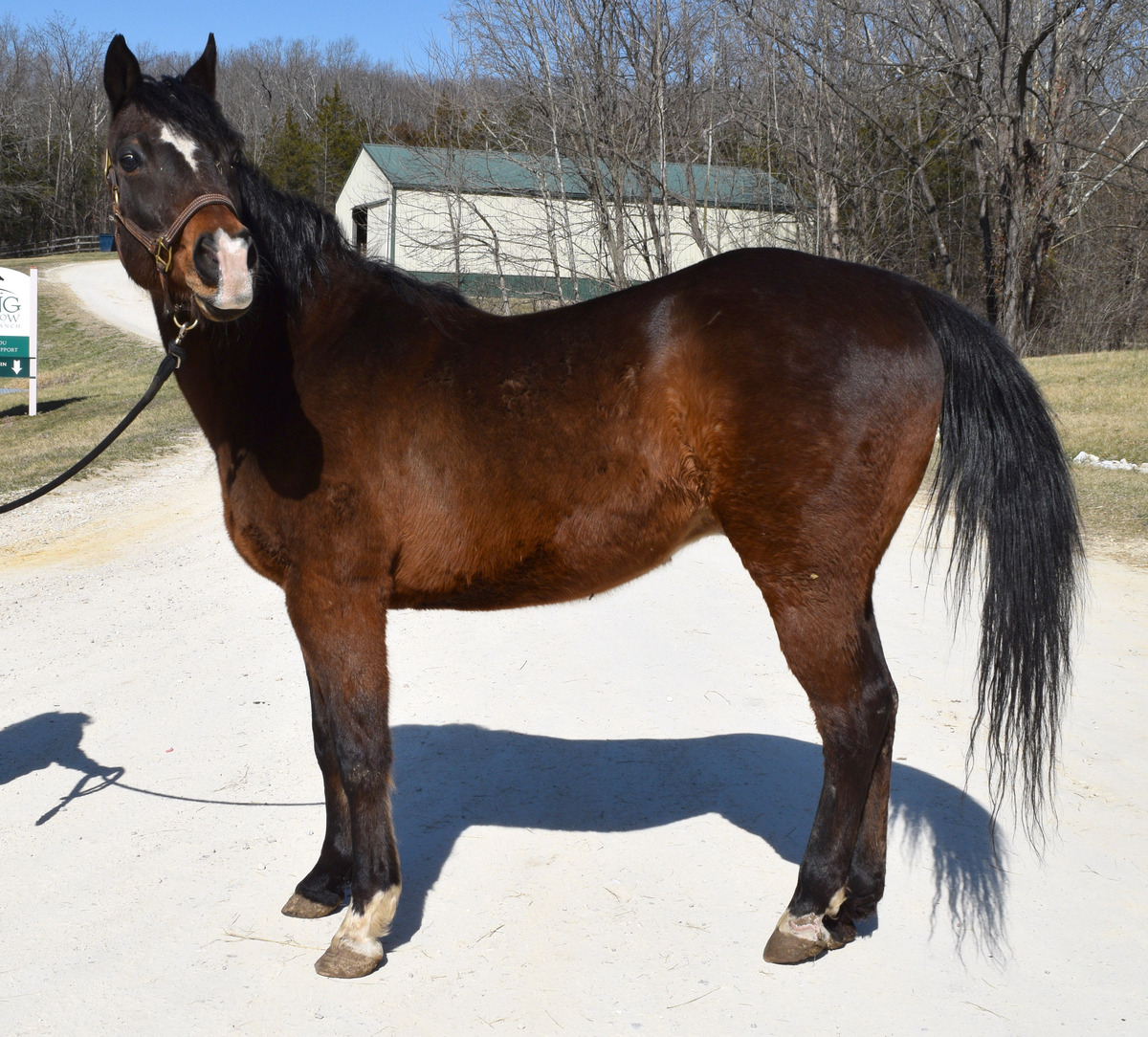 Avaric, 25yo American Quarter Horse gelding, 14.2hh