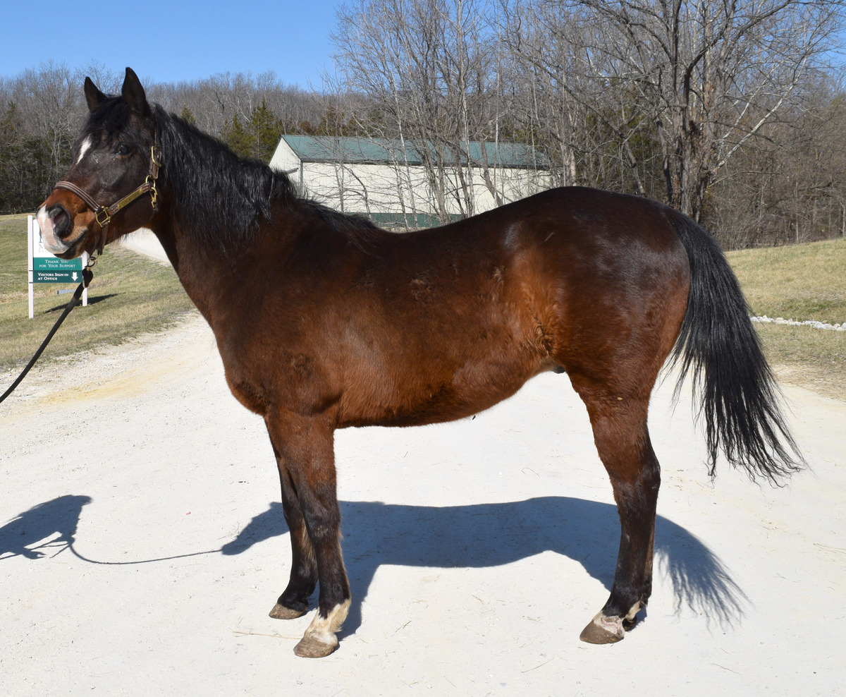 Avaric, 25yo American Quarter Horse gelding, 14.2hh