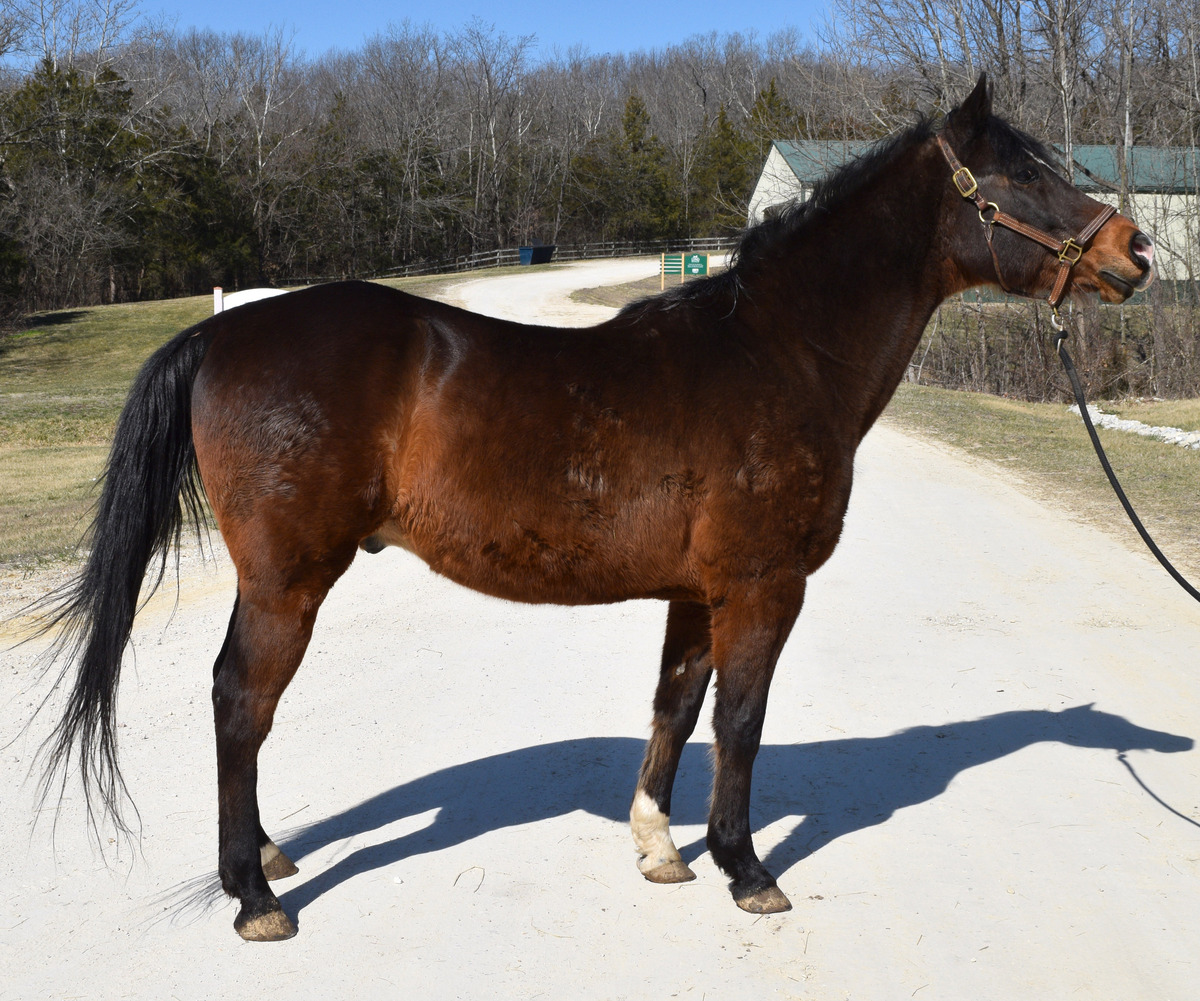 Avaric, 25yo American Quarter Horse gelding, 14.2hh