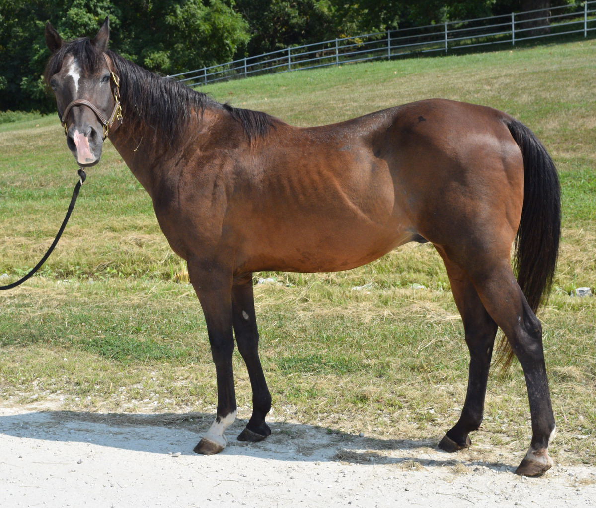 Avaric, 25yo American Quarter Horse gelding, 14.2hh