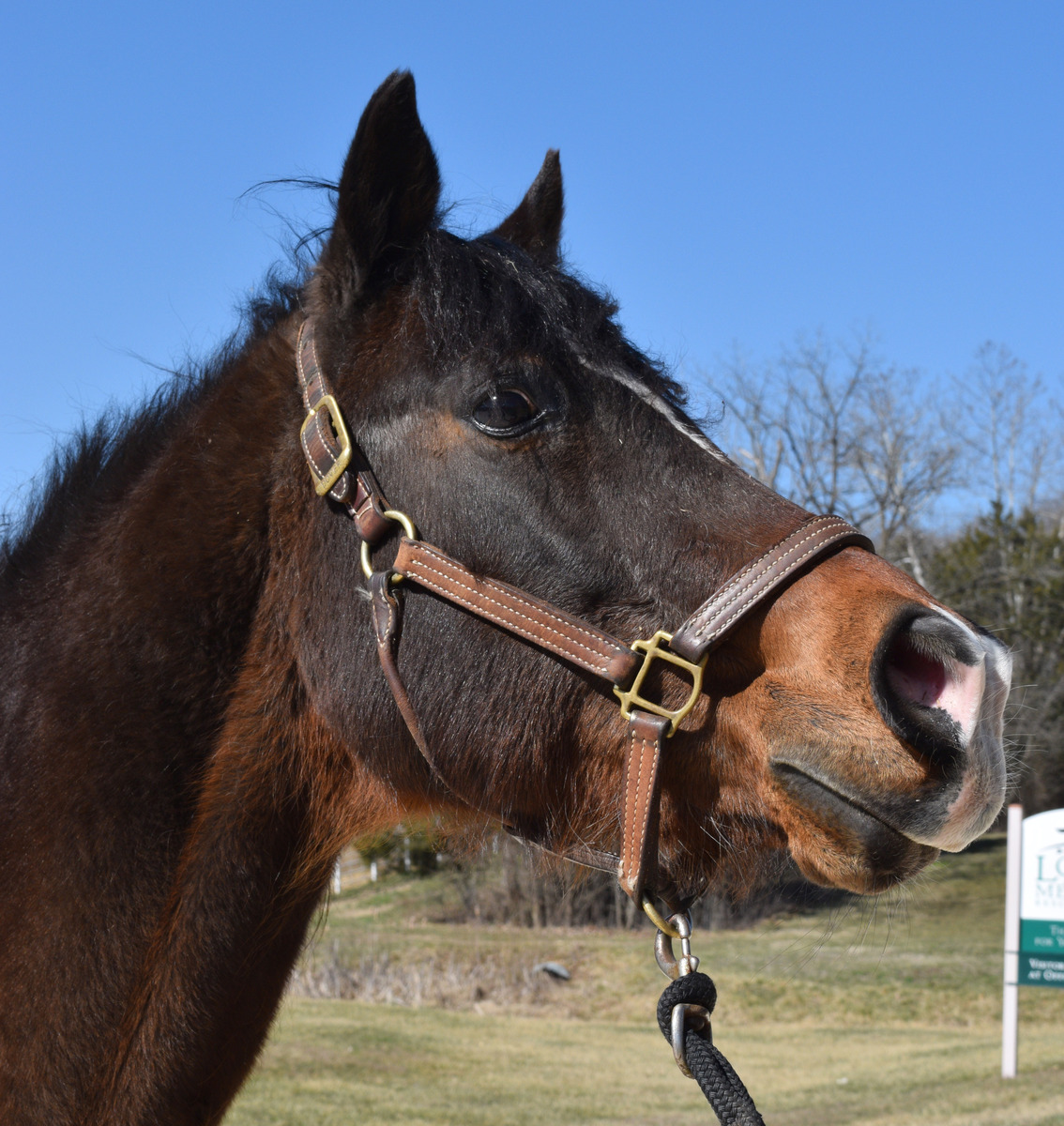 Avaric, 25yo American Quarter Horse gelding, 14.2hh