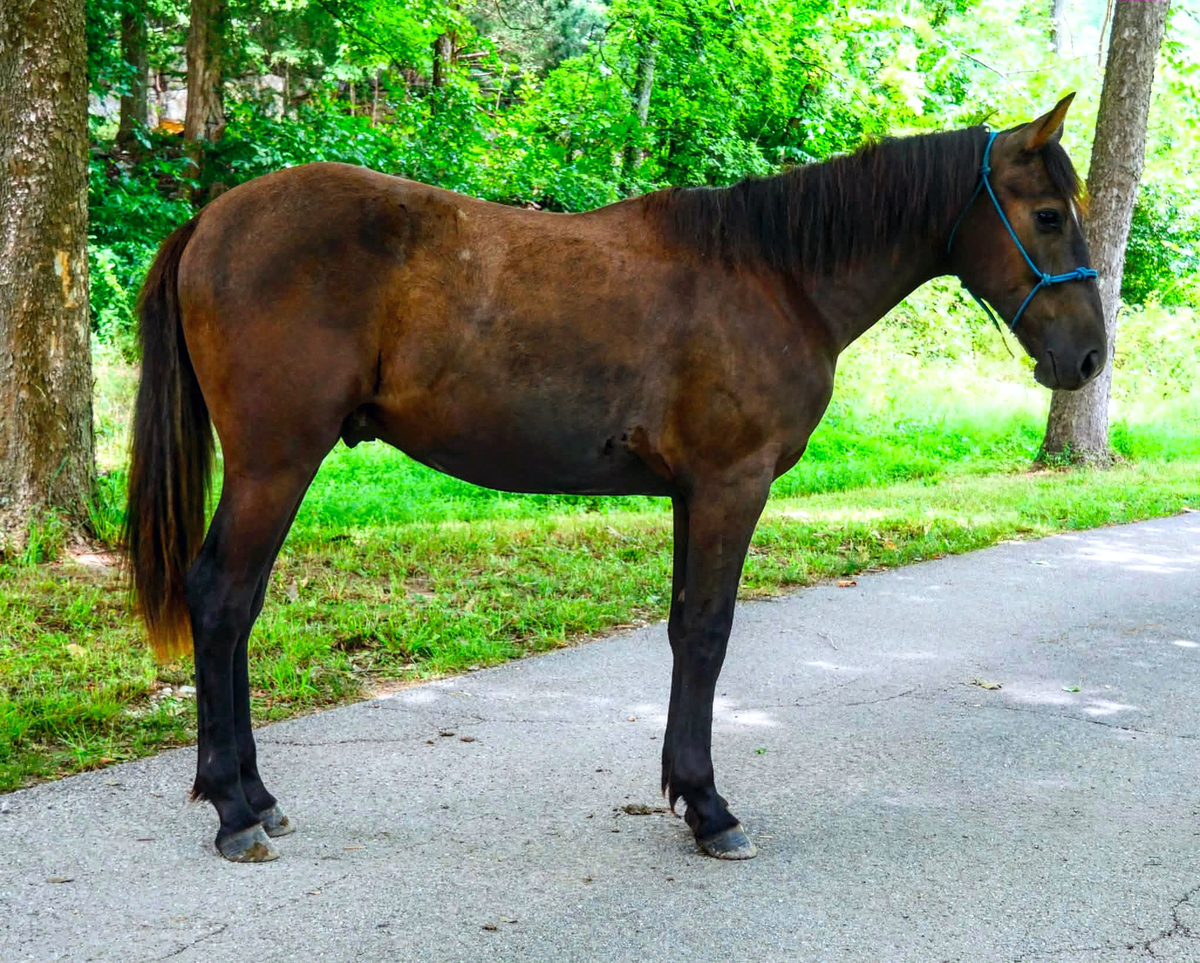 Ritz, 1yo Other gelding, 13.1hh
