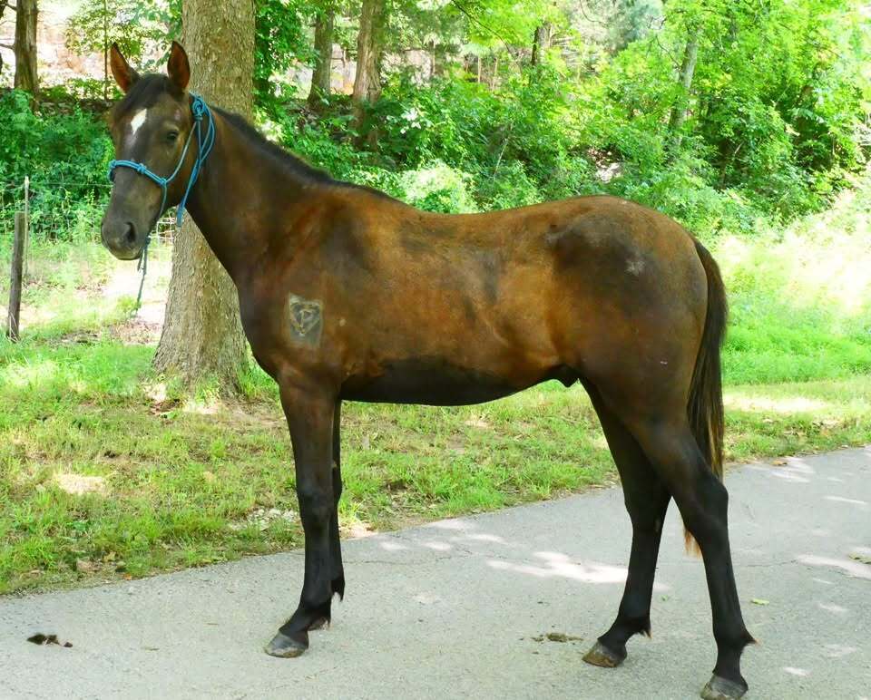 Ritz, 1yo Other gelding, 13.1hh