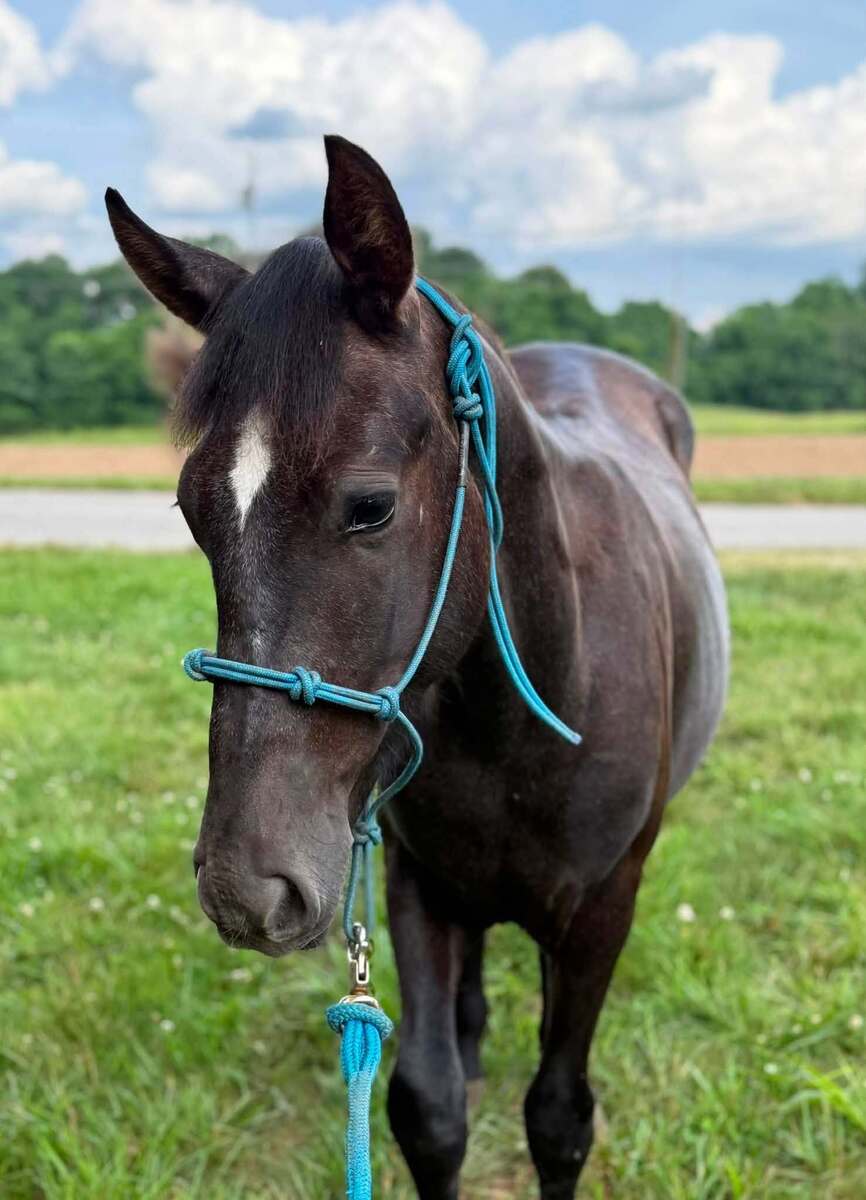 Ritz, 1yo Other gelding, 13.1hh