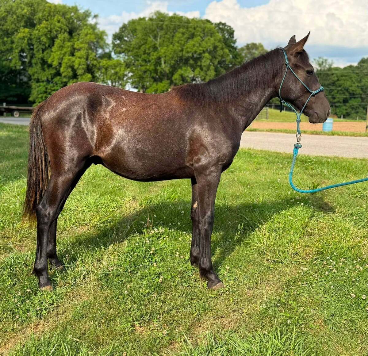 Ritz, 1yo Other gelding, 13.1hh