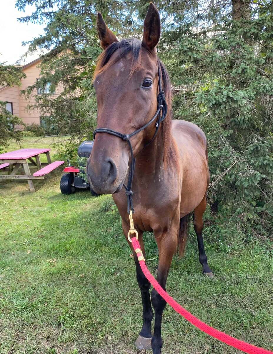 Dubby, 3yo Thoroughbred gelding, 15.0hh