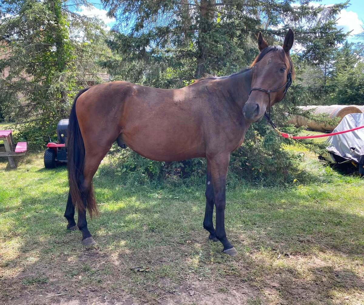 Dubby, 3yo Thoroughbred gelding, 15.0hh