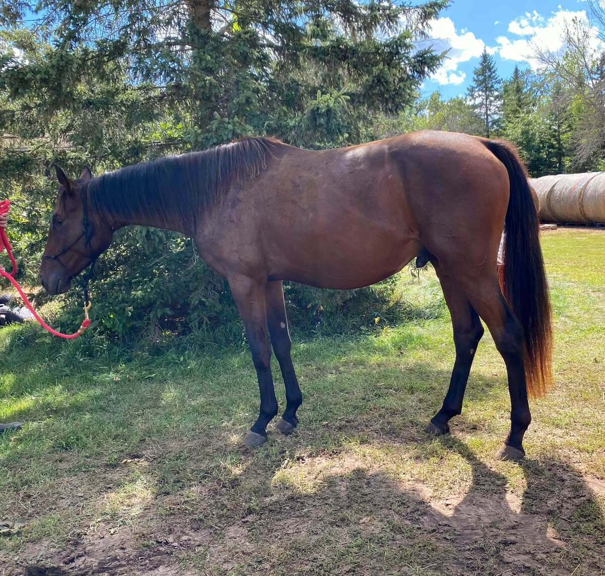 Dubby, 3yo Thoroughbred gelding, 15.0hh
