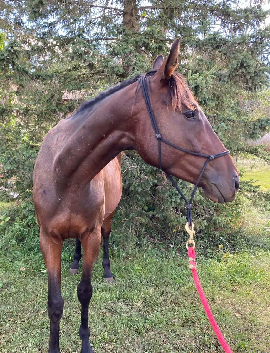 Dubby, 3yo Thoroughbred gelding, 15.0hh