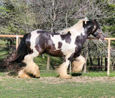 Shady Grove Shamrock (Shamrock), 6yo Gypsy Vanner Horse stallion, 15.2hh