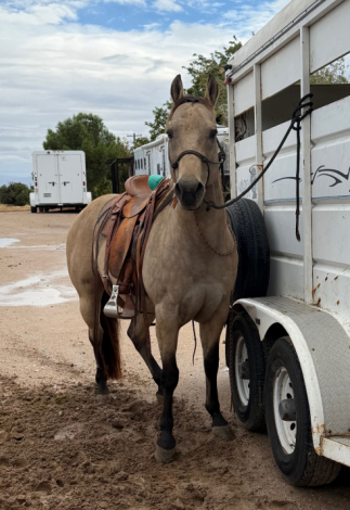 Bucky (Buck), 16yo AQHA Quarter Horse gelding, 14.3hh