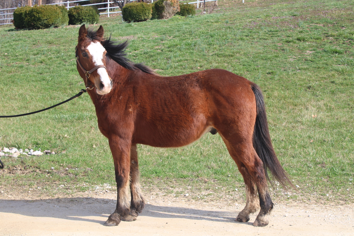 Kellogg, 18yo Arabian gelding, 14.1hh