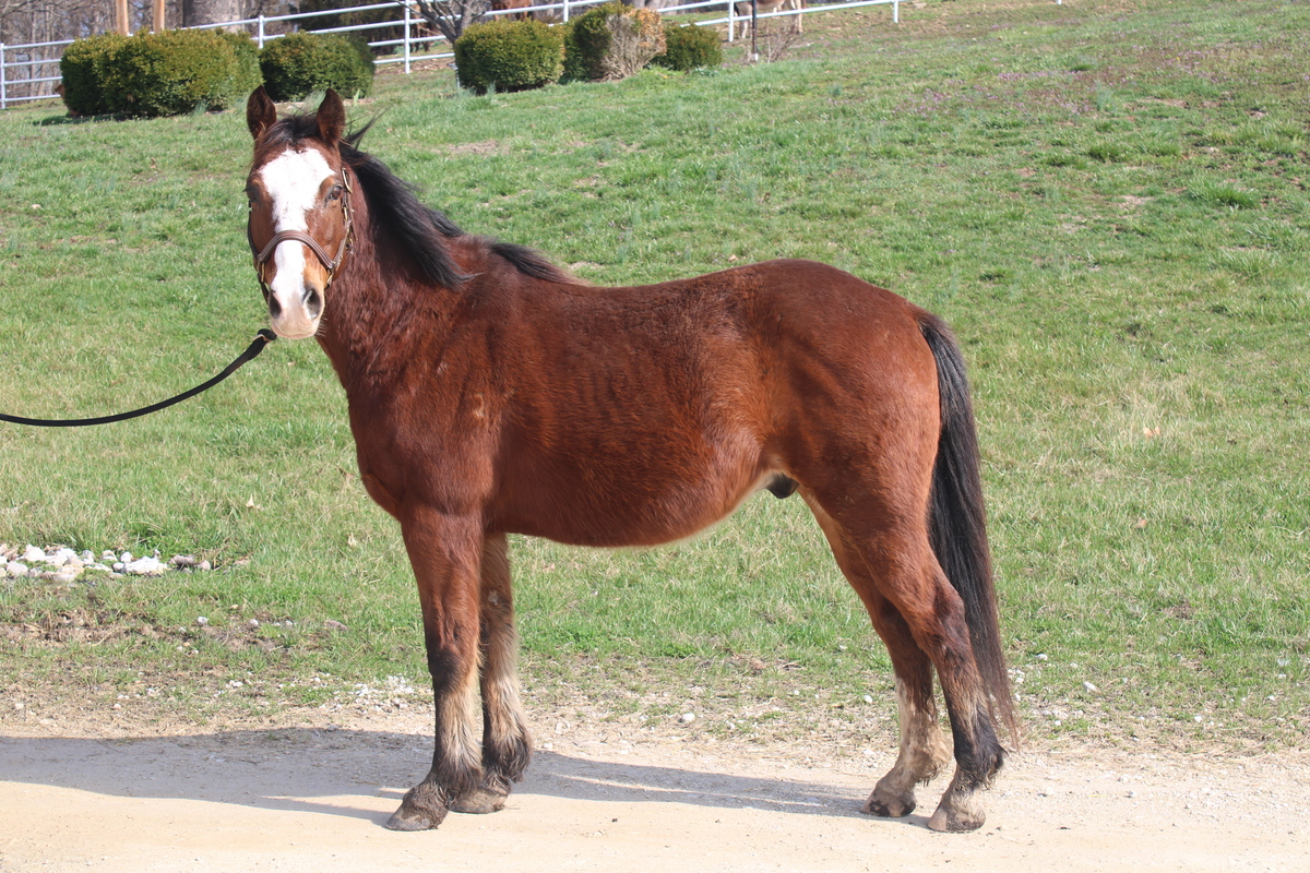 Kellogg, 18yo Arabian gelding, 14.1hh