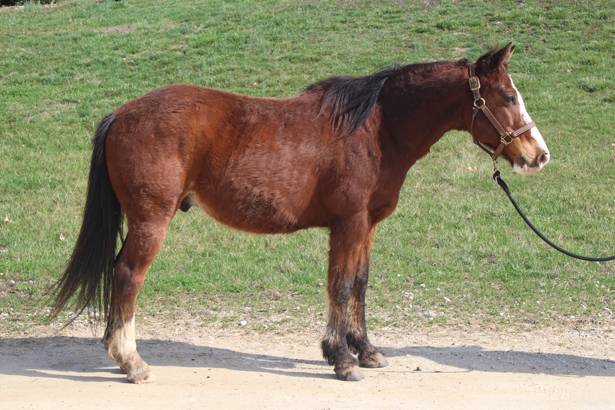 Kellogg, 18yo Arabian gelding, 14.1hh