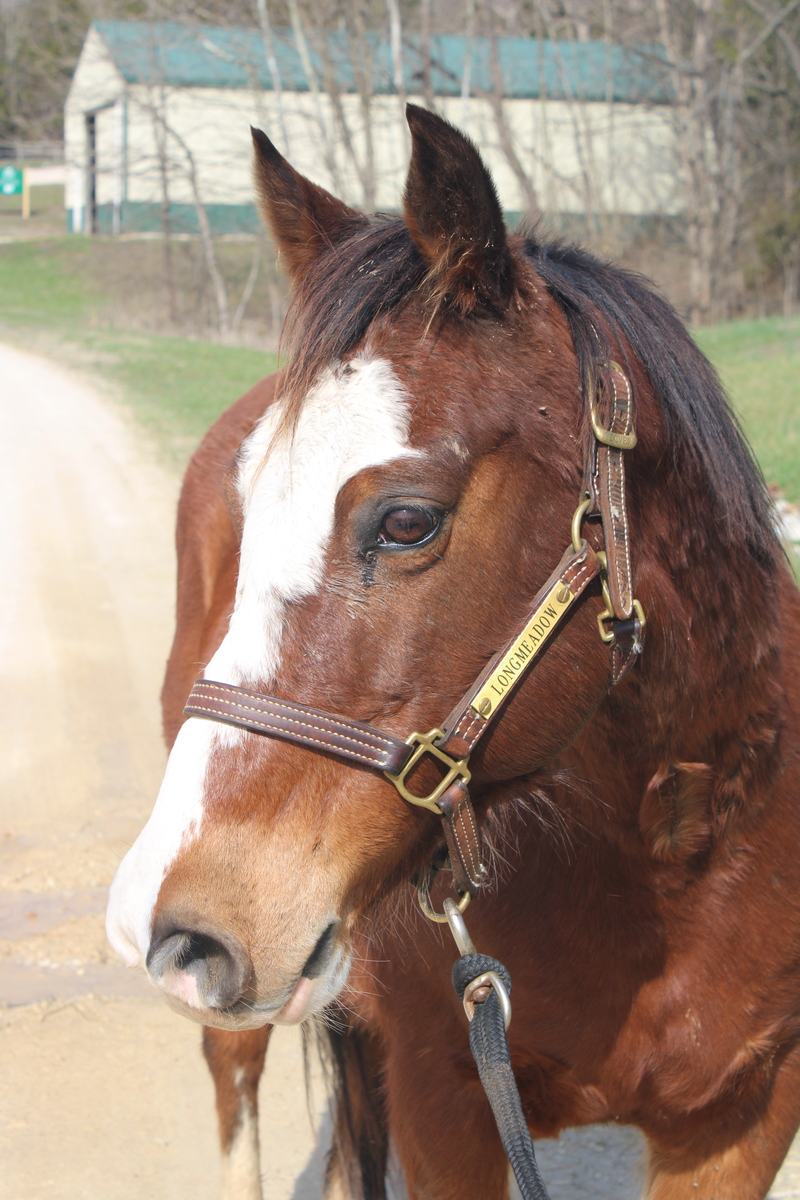 Kellogg, 18yo Arabian gelding, 14.1hh
