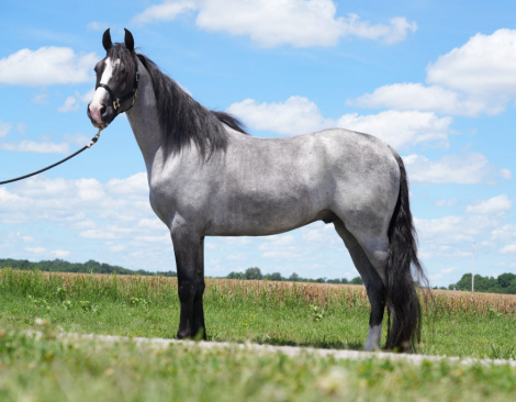 DMF Rooster He Is A Hoss (Hoss), 4yo Tennessee Walking Horse gelding, 16.0hh