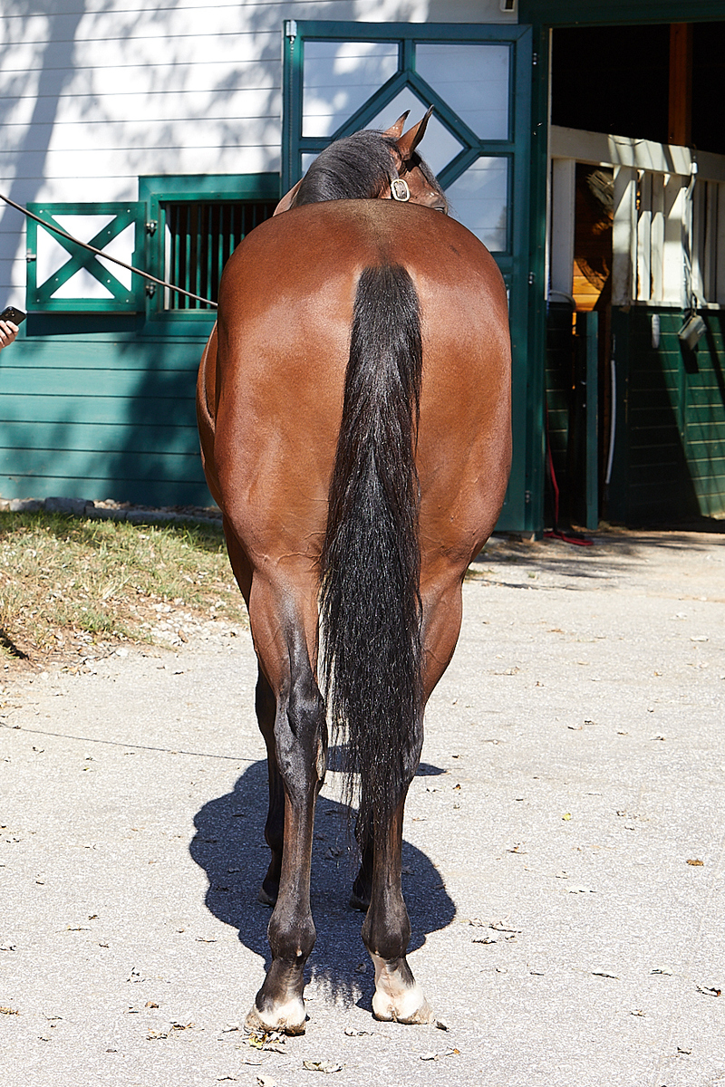 Accord, 3yo Thoroughbred gelding, 16.0hh