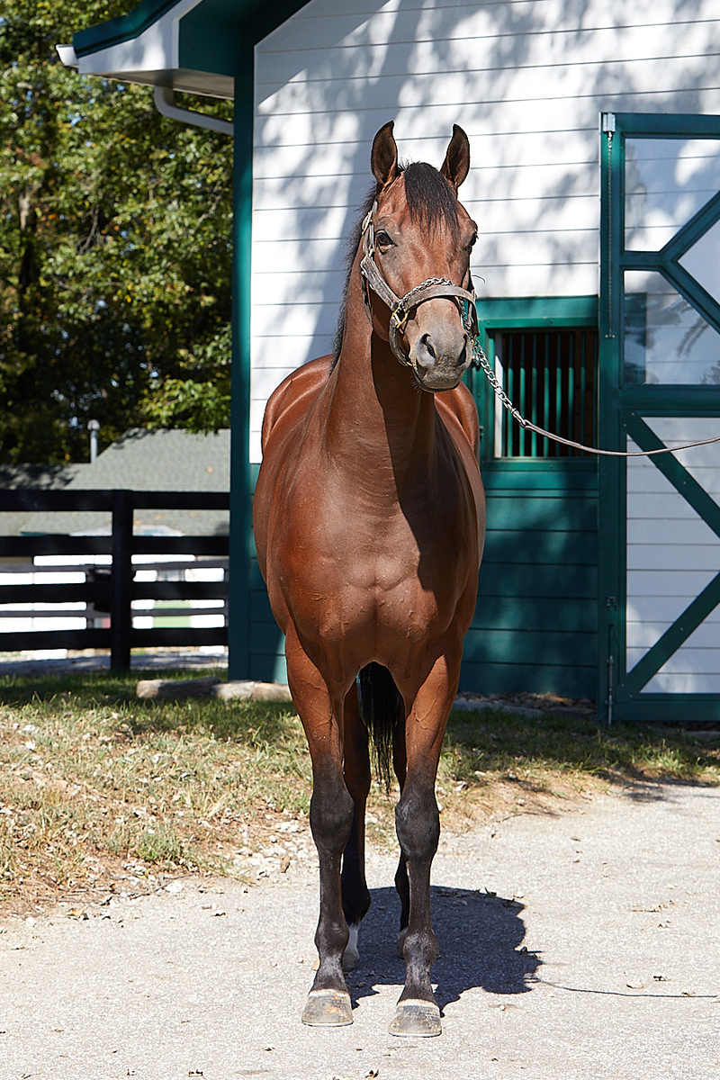 Accord, 3yo Thoroughbred gelding, 16.0hh