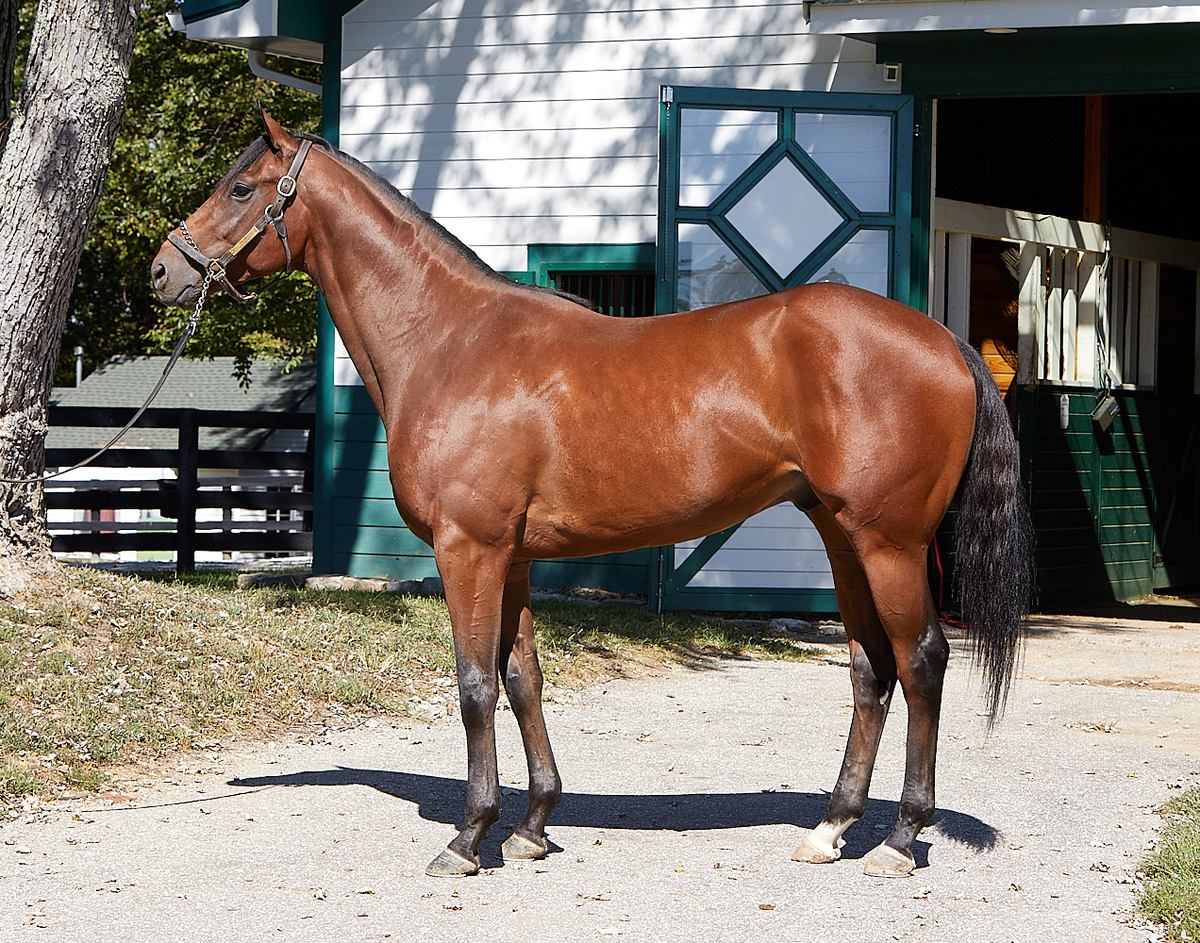 Accord, 3yo Thoroughbred gelding, 16.0hh
