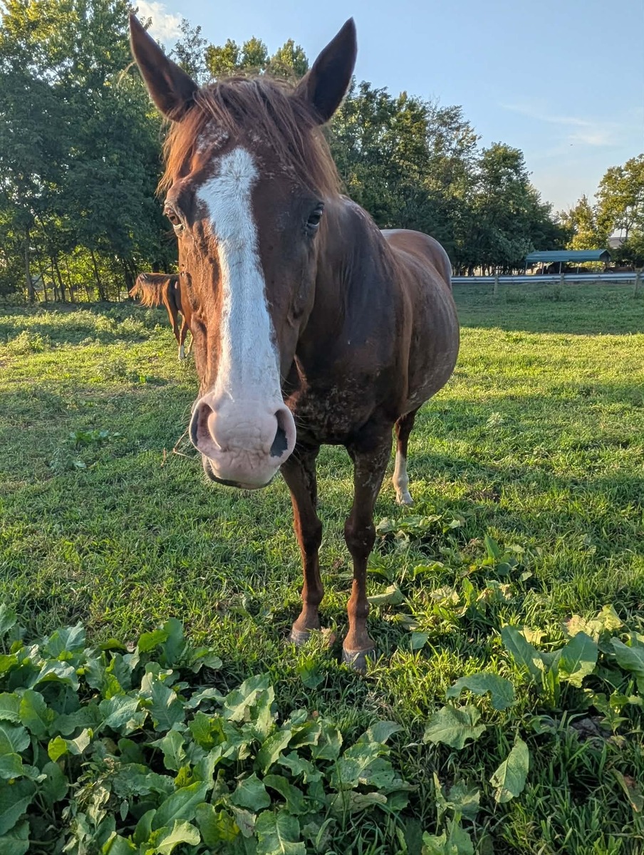 Maxwell, 16yo Thoroughbred gelding, 15.1hh