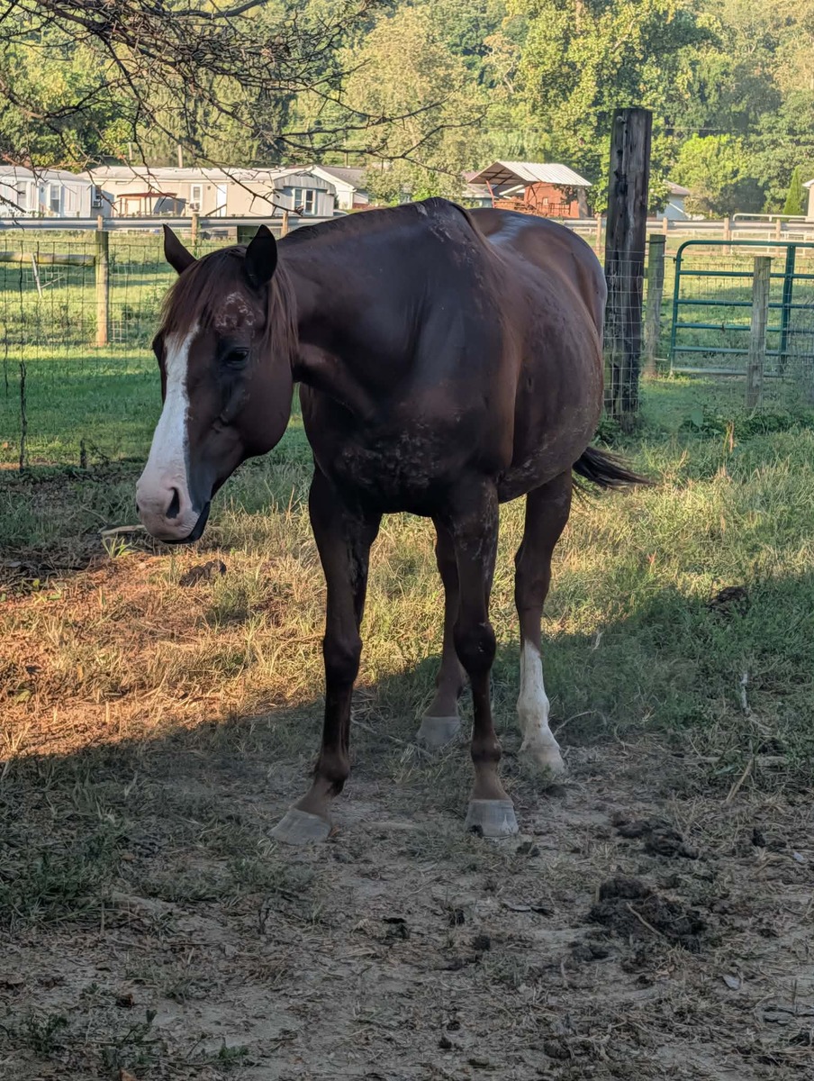 Maxwell, 16yo Thoroughbred gelding, 15.1hh