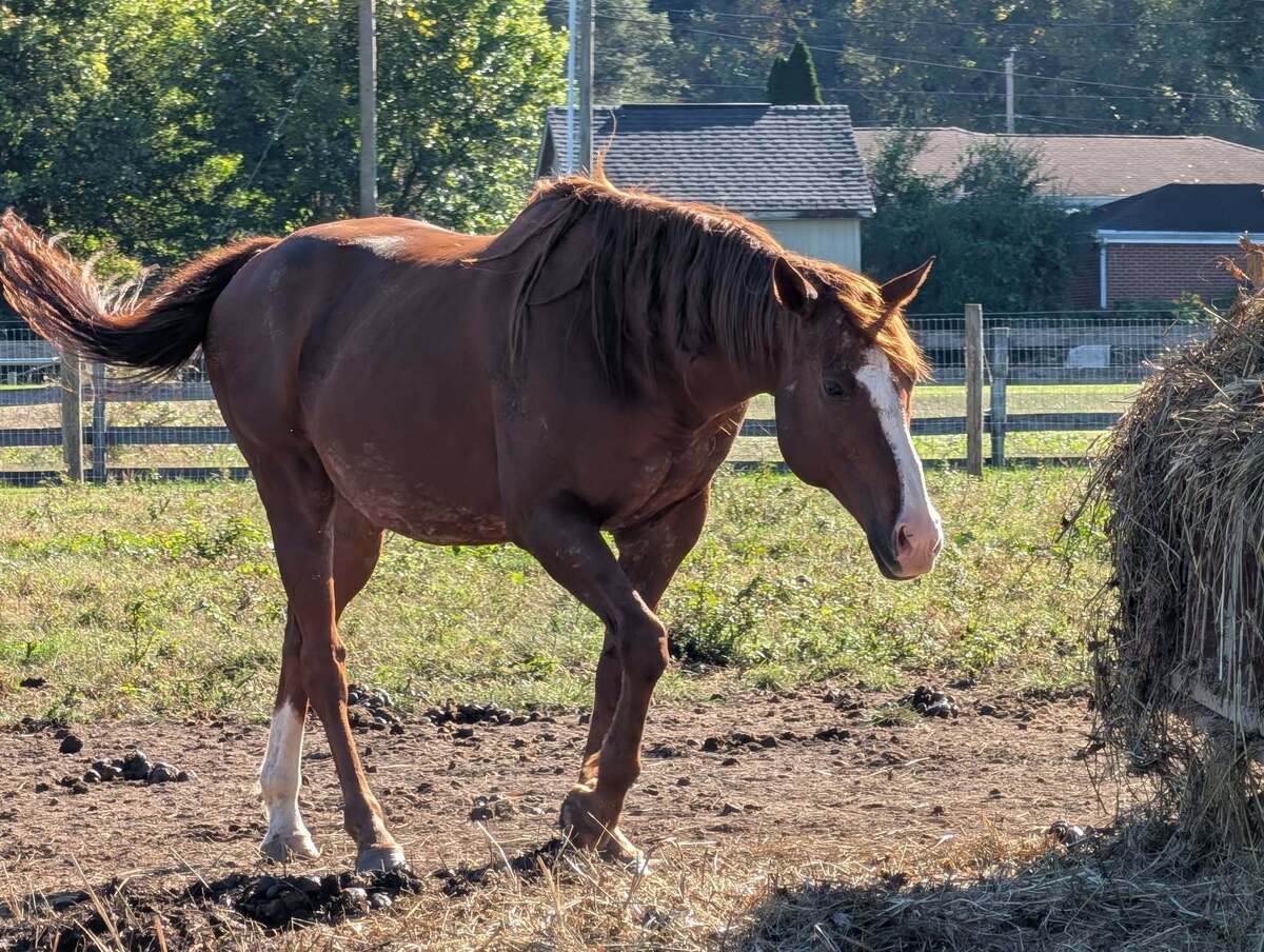 Maxwell, 16yo Thoroughbred gelding, 15.1hh