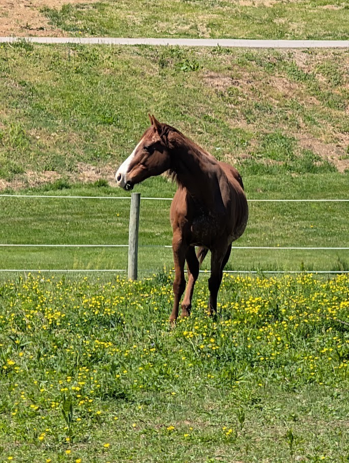 Maxwell, 16yo Thoroughbred gelding, 15.1hh